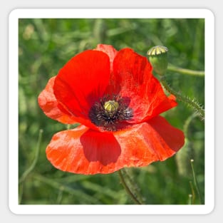 Somme Poppy, Flanders Fields, Belgium Sticker